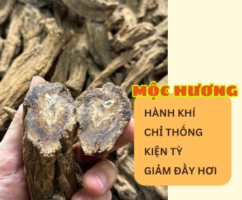 MỘC HƯƠNG – VỊ THUỐC HÀNH KHÍ CHỈ THỐNG, KIỆN TỲ, TIÊU TỪNG, TRỢ VẬN HÓA
