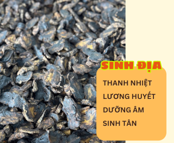SINH ĐỊA – VỊ THUỐC THANH NHIỆT, LƯƠNG HUYẾT GIẢI ĐỘC, DƯỠNG ÂM SINH TÂN