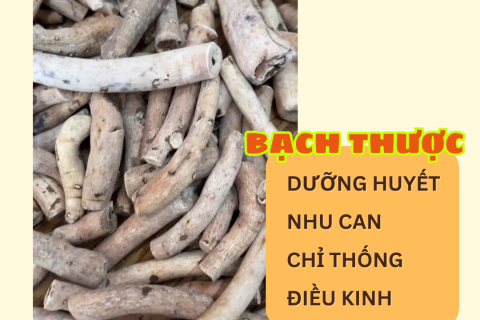 BẠCH THƯỢC – VỊ THUỐC QUÝ DƯỠNG HUYẾT, NHU CAN, CHỈ THỐNG, ĐIỀU KINH 