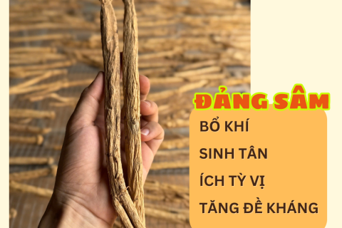 ĐẢNG SÂM – VỊ THUỐC BỔ KHÍ KINH ĐIỂN, ÍCH TỲ VỊ, SINH TÂN CHỈ KHÁT, HỖ TRỢ PHỤC HỒI CƠ THỂ SUY NHƯỢC