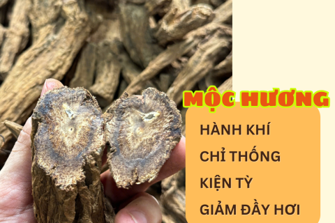MỘC HƯƠNG – VỊ THUỐC HÀNH KHÍ CHỈ THỐNG, KIỆN TỲ, TIÊU TỪNG, TRỢ VẬN HÓA